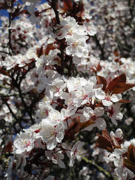 istock Bright Blooming White Cherry Blossoms Close Up in Canada 2020 1215239621