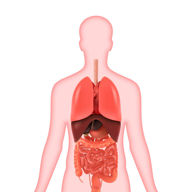 vector illustration of diagram of human anatomy. Vector human organs vector illustration of diagram of human anatomy. Vector human organs. clip art of a diagram of human lungs stock illustrations