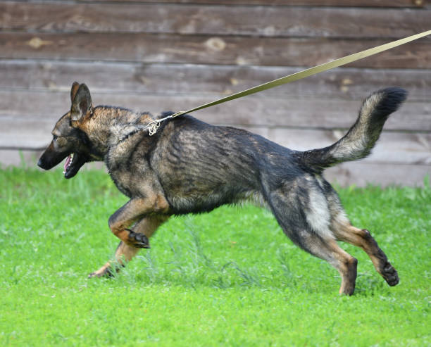 istock Dog breed Herder or Belgian Shepherd on a walk 1215239826