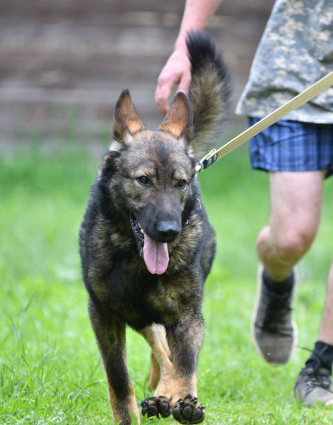 istock Dog breed Herder or Belgian Shepherd on a walk 1215239852