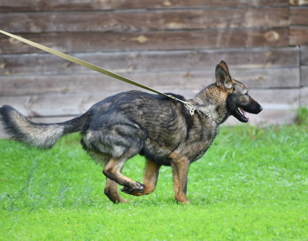 istock Dog breed Herder or Belgian Shepherd on a walk 1215239880