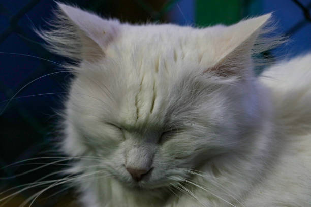 cat breed turkish van (vankedisi) or turkish angora - mini van fotos imagens e fotografias de stock