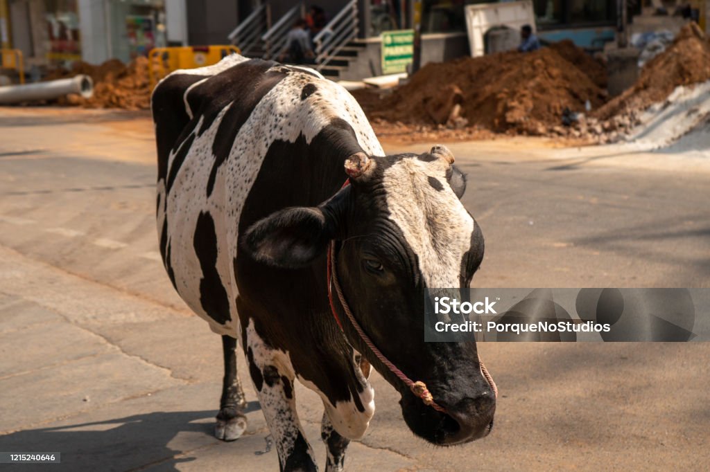 View Of Black And White Cow Walking On The Streets Of Bangalore India Stock  Photo - Download Image Now - iStock