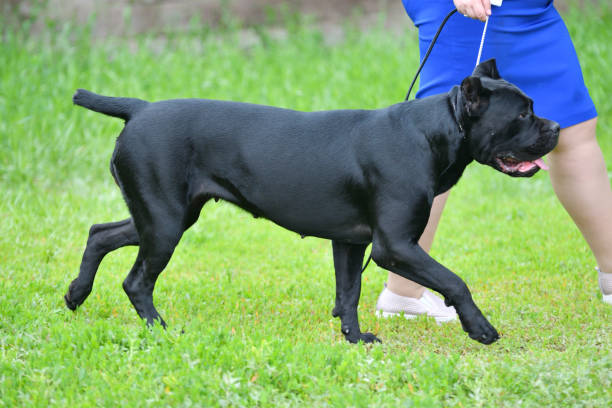 istock Dog breed Cane-Corso on a walk 1215240717
