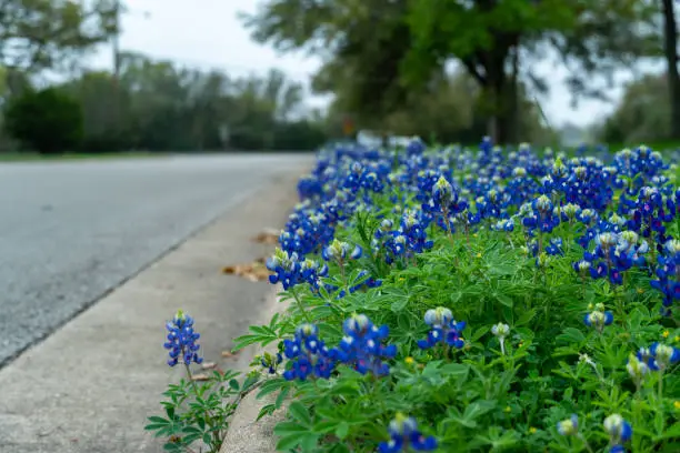 Photo of Close Up of a Bunch of Bluebonnets On the Side of the Street