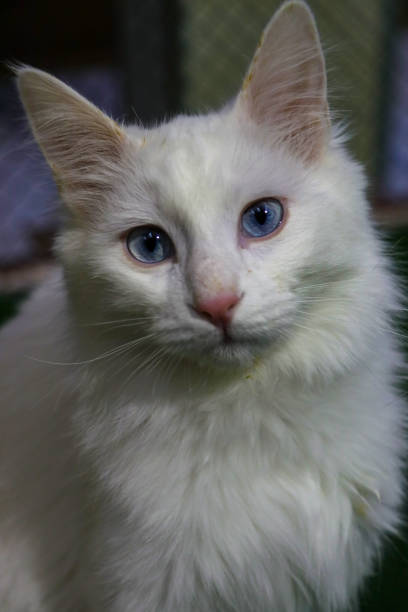 istock Cat breed Turkish Van (Vankedisi) or Turkish Angora 1215242609