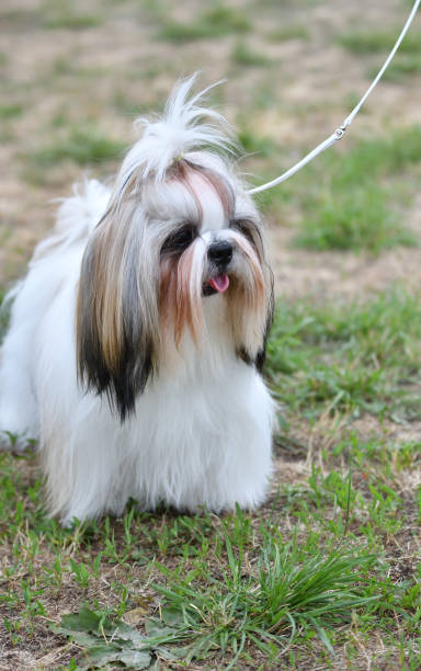 istock Dog breed Yorkshire Terrier on a walk 1215242740