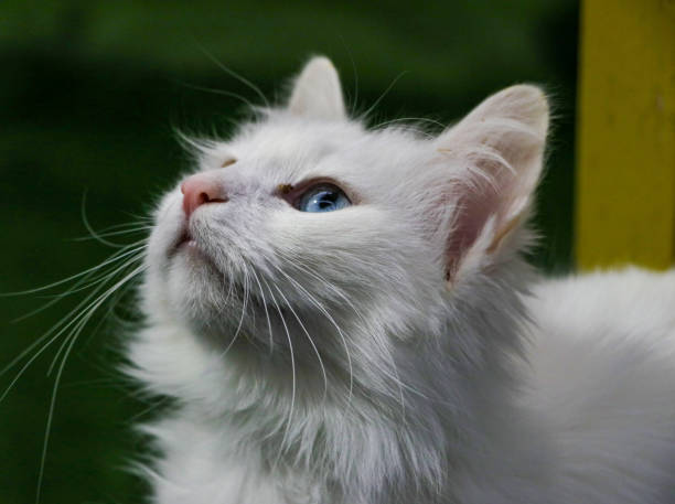 cat breed turkish van (vankedisi) or turkish angora - mini van fotos imagens e fotografias de stock