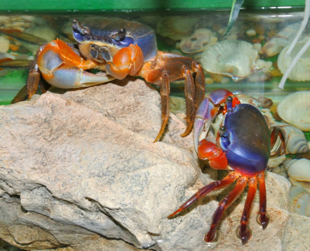 granchio arcobaleno (latino. cardisoma armatum) - hardshell foto e immagini stock