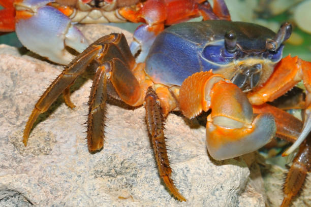 granchio arcobaleno (latino. cardisoma armatum) - hardshell foto e immagini stock