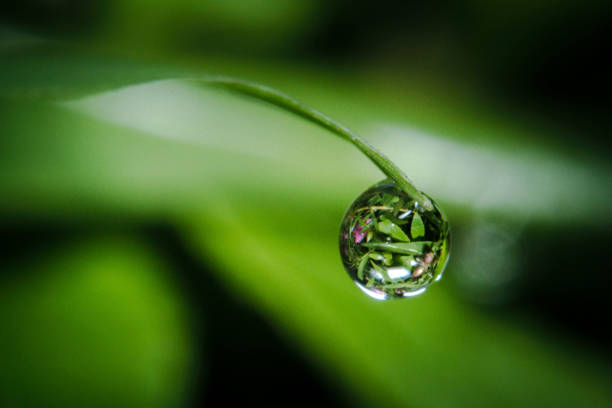 istock A tiny rainwater droplet on the tip a green grass leaf 1215243555