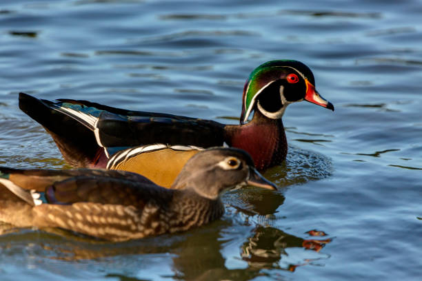 istock wood duck couple in a lake 1215243589