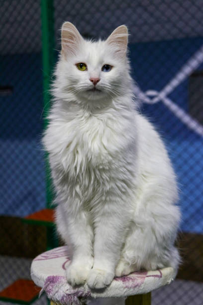 Cat breed Turkish Van (Vankedisi) or Turkish Angora