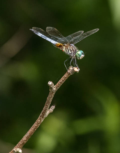 istock Blue Dasher dragonfly atop a twig with a blurred green background 1215245775
