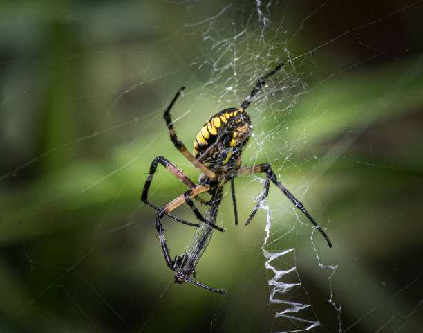 istock Black and yellow garden spider wrapping up a small dragonfly 1215245791
