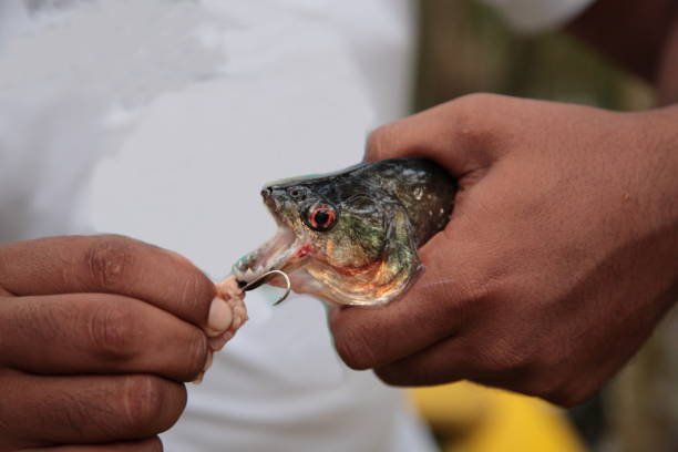 istock Wild Piranha fish caught in Amazon jungle river,Brazil 1215246006