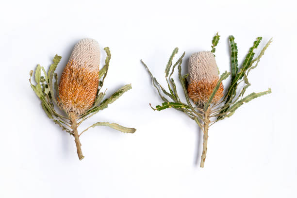 Australian native pink and orange Banksia flower, photographed from above, on white background.