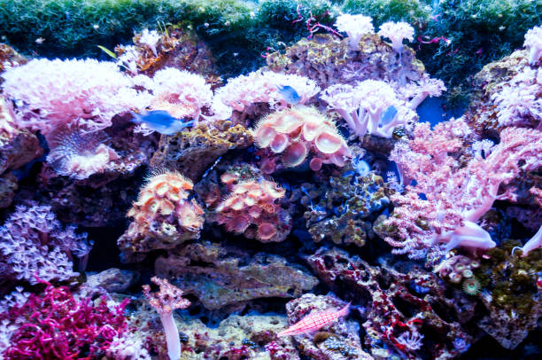 istock Coral reefs in a large aquarium 1215248453