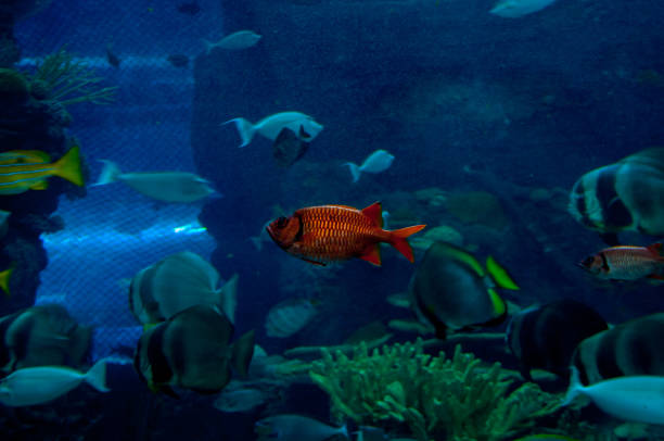 Colorful fish swim in a large aquarium