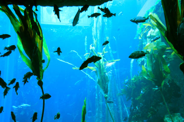 istock Marine Aquarium Fish and Plants 1215250085