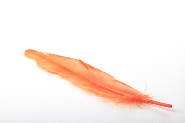 istock Feather Orange White Background Single Close-up Fragility 1215250992