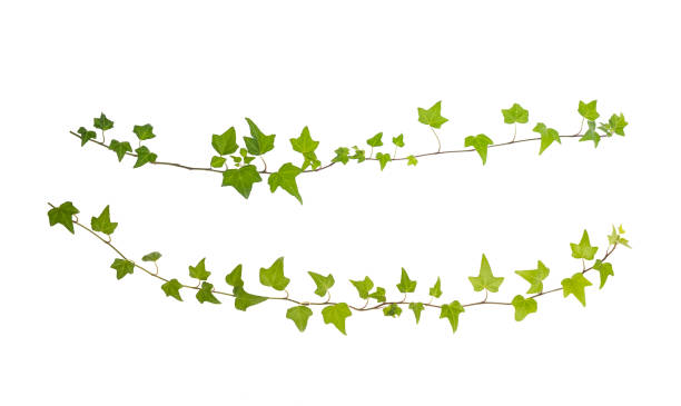 istock green ivy leaves isolated on white 1215251053