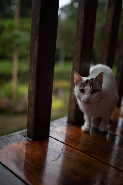 istock A cat looks intensivily at the camera 1215251319
