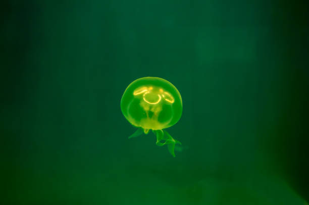 istock Beautiful jellyfish with flower pattern on a green background 1215252668