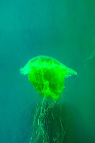 istock Beautiful jellyfish on a green background 1215252691