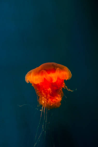 istock Beautiful orange jellyfish on a dark blue background 1215253707