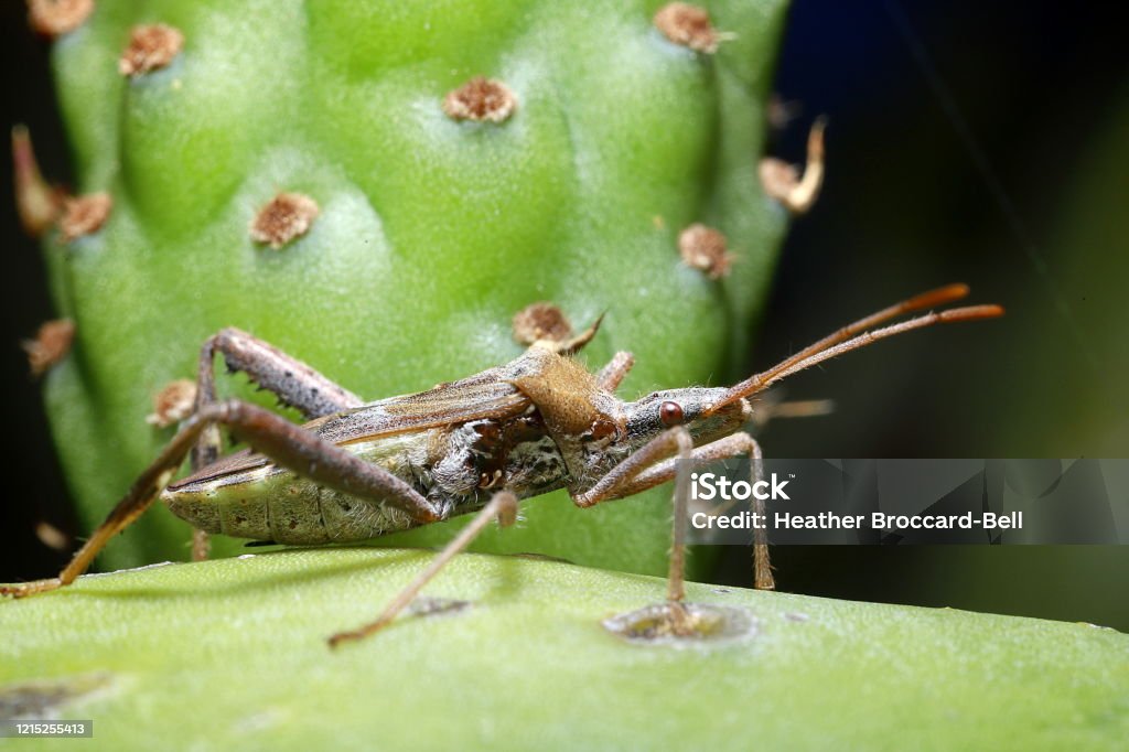 Leaf-Footed Cactus Bug (Narnia femorata) on Prickly Pear (Opuntia sp.) A brown bug with red eyes and long antennae hanging out on a cactus Prickly Pear Cactus Stock Photo