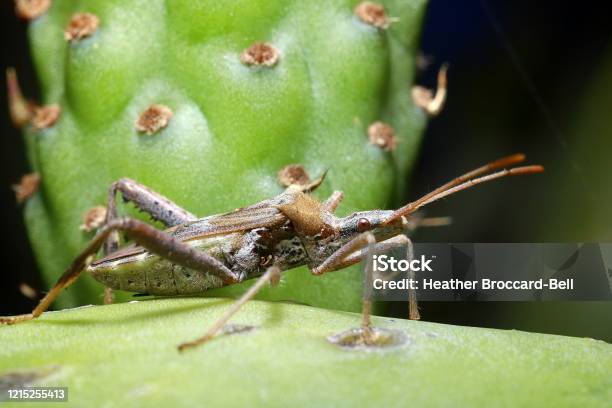 Leaffooted Cactus Bug Stock Photo - Download Image Now