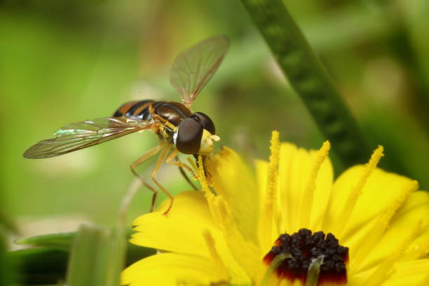 male syrphid hoverfly en hawksbeard (crepis sp.) - insect fly animal eye single flower fotografías e imágenes de stock