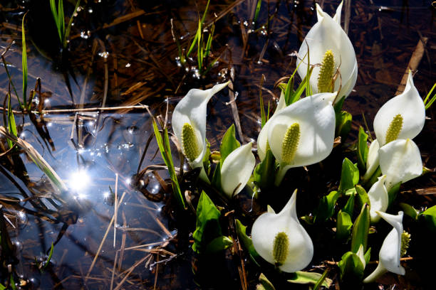 Asian skunk cabbage in Ozegahara Marshland.Ozegahara Marshland is largest highland marsh in Japan.