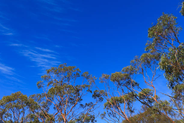 istock Gimlet Trees Eucalyptus Salubris, Western Australia 1215257736