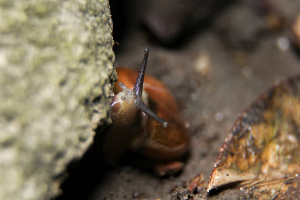 Editorial. Yogyakarta city, on March 27, 2020, in the evening of the rainy season many snails come out to find food.  Snails like fruits and even mushrooms he eats.