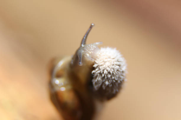 close up of brown slug on forest floor
