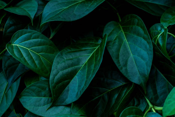 istock green leaves for background and wallpaper 1215259310