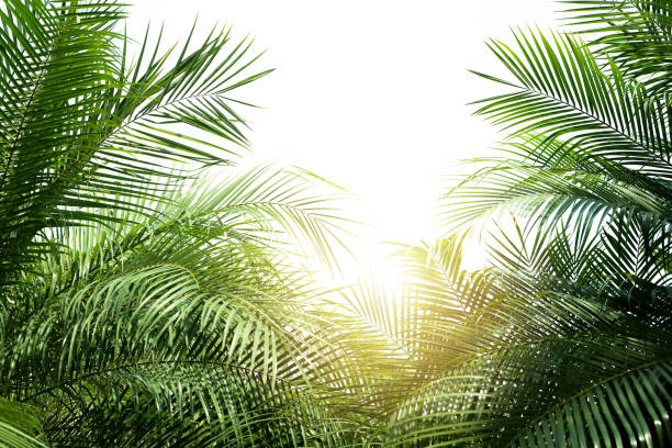 istock green leaves for background and wallpaper 1215259323