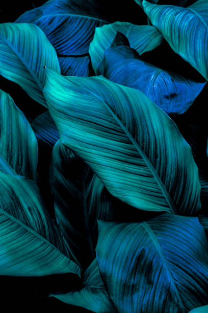 istock green leaves for background and wallpaper 1215259325
