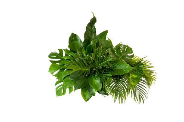 istock green leaves for background and wallpaper 1215259333