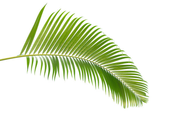 istock green leaves for background and wallpaper 1215259334