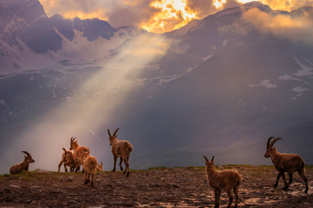 Alpine Ibex in dramatic italian alps landscape – Gran Paradiso, Italy Alpine Ibex in dramatic italian alps landscape – Gran Paradiso, Italy chamois animal photos stock pictures, royalty-free photos & images