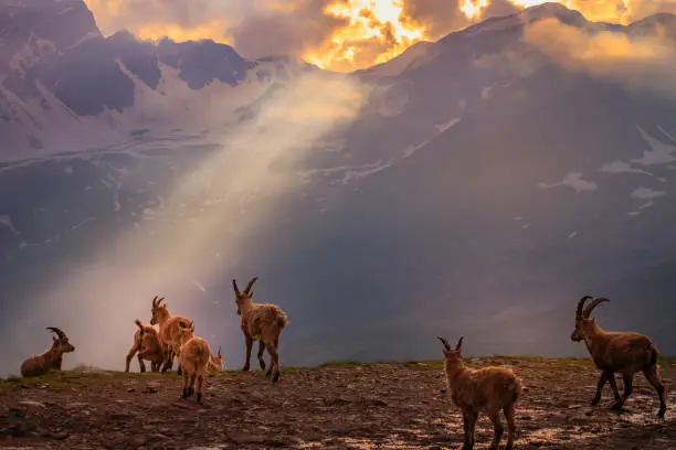 Photo of Alpine Ibex in dramatic italian alps landscape – Gran Paradiso, Italy