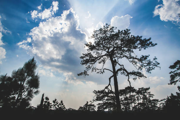 the silhouette of pine tree with dramatic tone