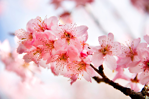 Cherry Blossom Festival in Carmo Park in São Paulo