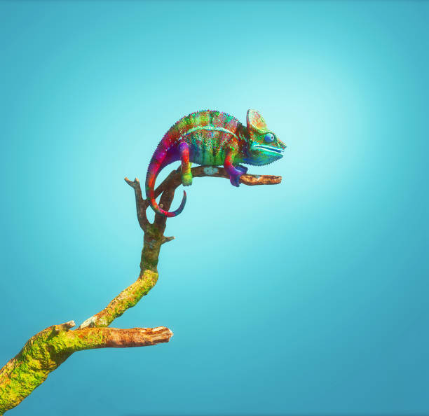 caméléon coloré sur une branche isolée sur le fond bleu. il s’agit d’une illustration de rendu 3d . - caméléon photos et images de collection