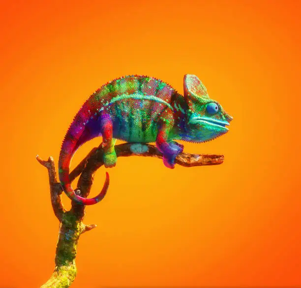 Colorful chameleon on a branch isolated on orange background. This is a 3d render illustration .