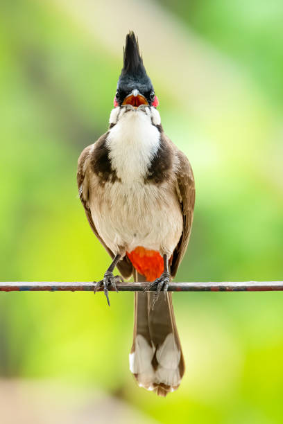 istock Red-whiskered Bulbul perching on a metal bar looking straight 1215261779
