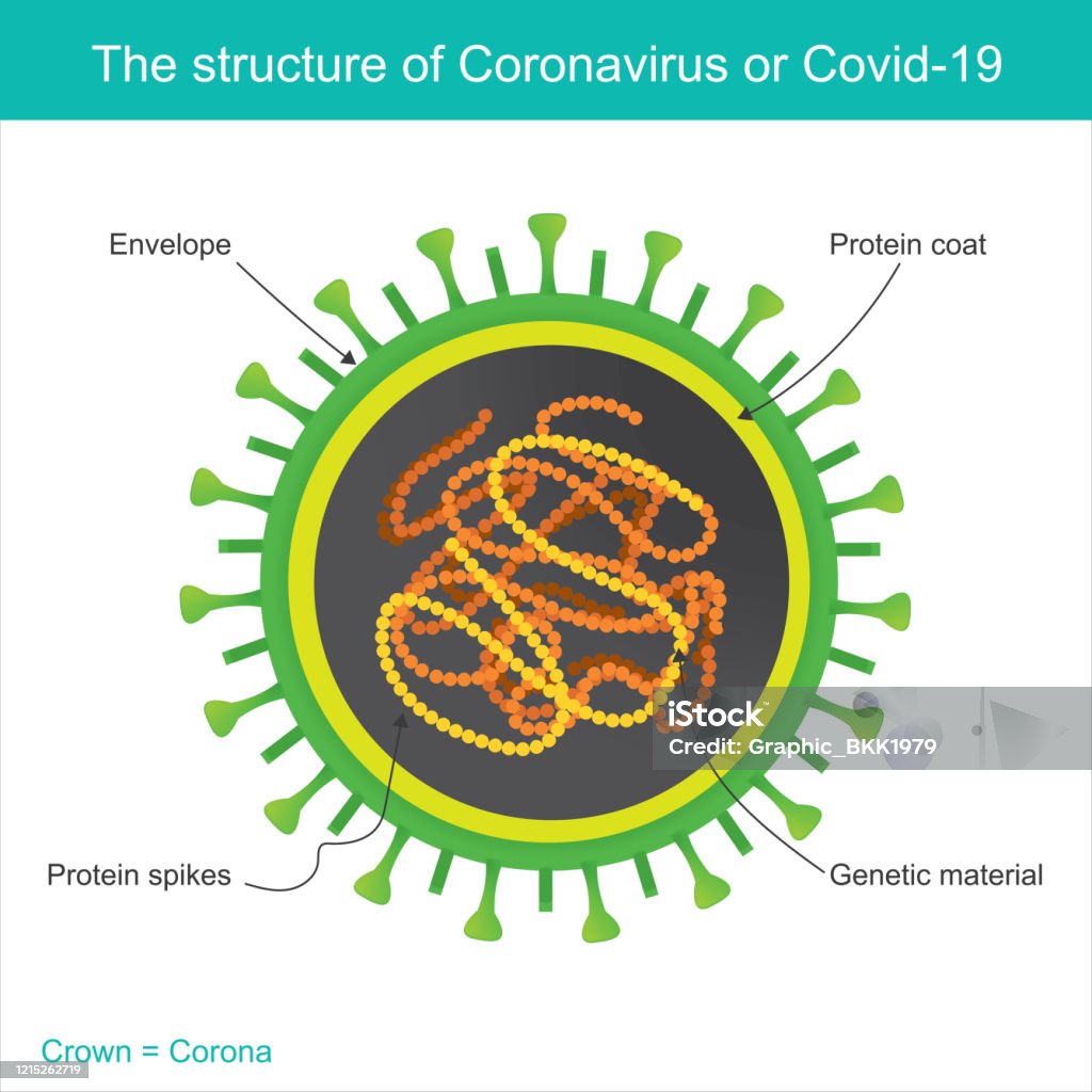Enfermedad por coronavirus COVID19 World Health Organization WHO